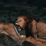 Tiptoe through the Tulips of Washington