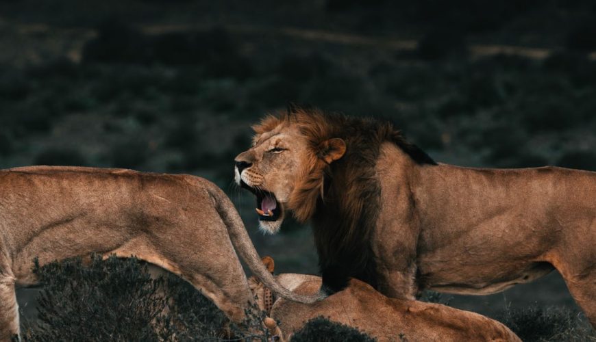 Tiptoe through the Tulips of Washington