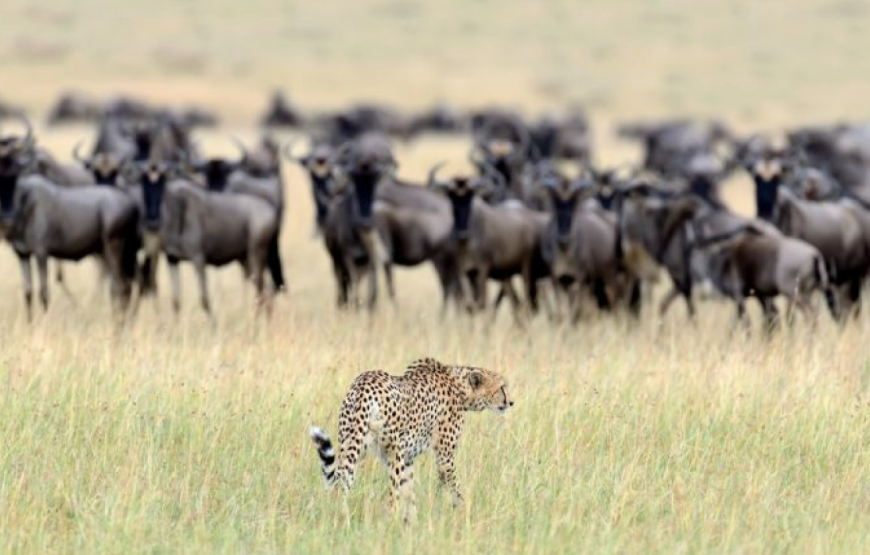 Ol Kinyei Conservancy
