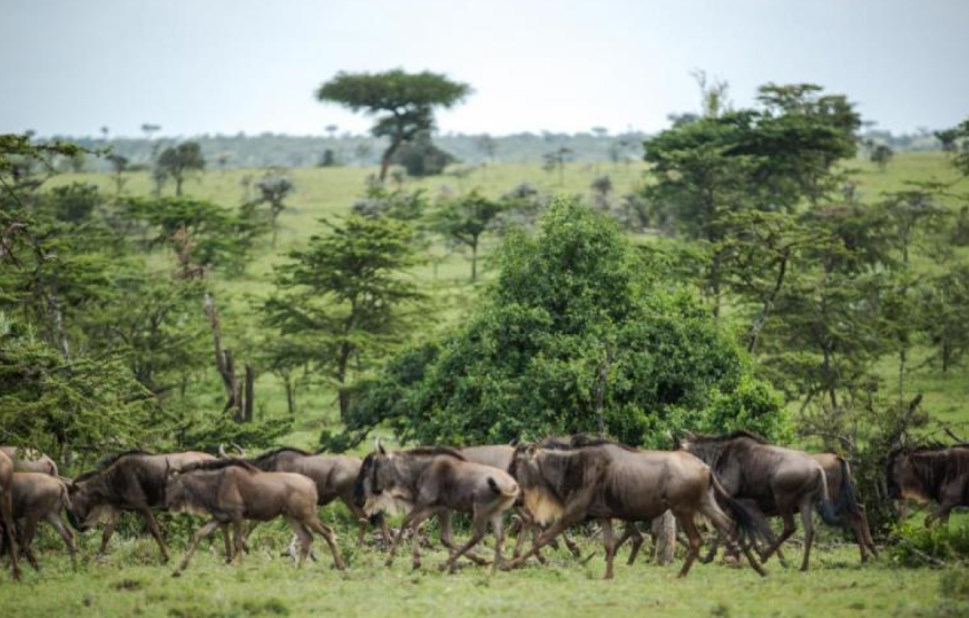 Ol Kinyei Conservancy