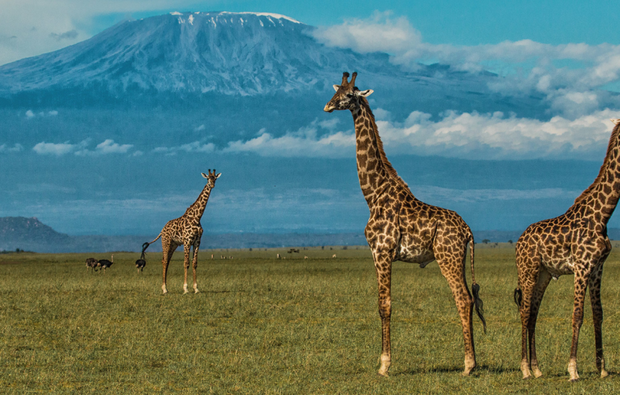 Amboseli National Park