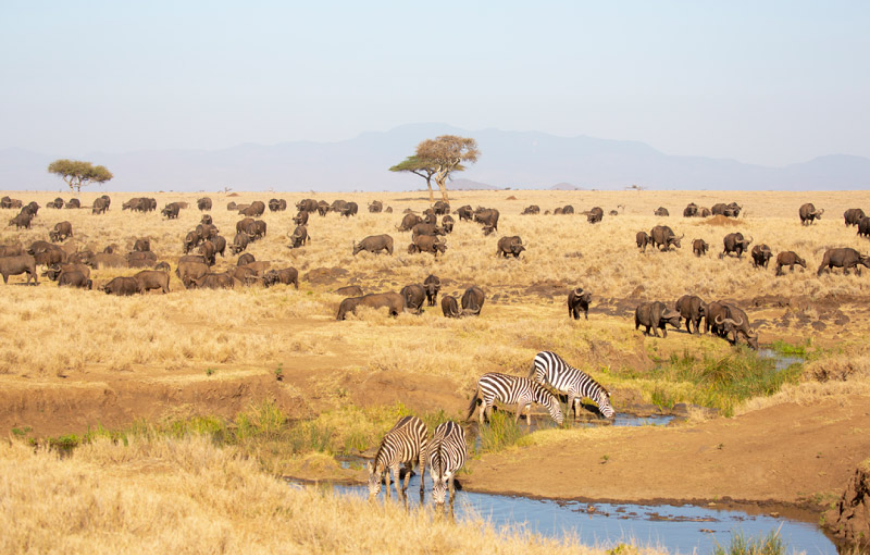 Lewa Conservancy