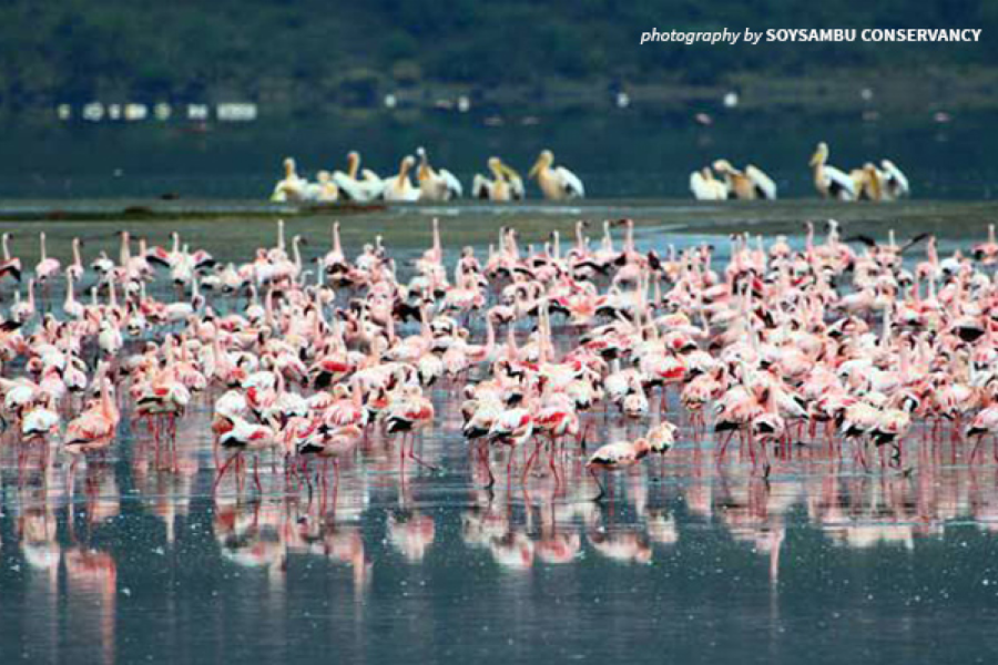 The Soysambu Conservancy