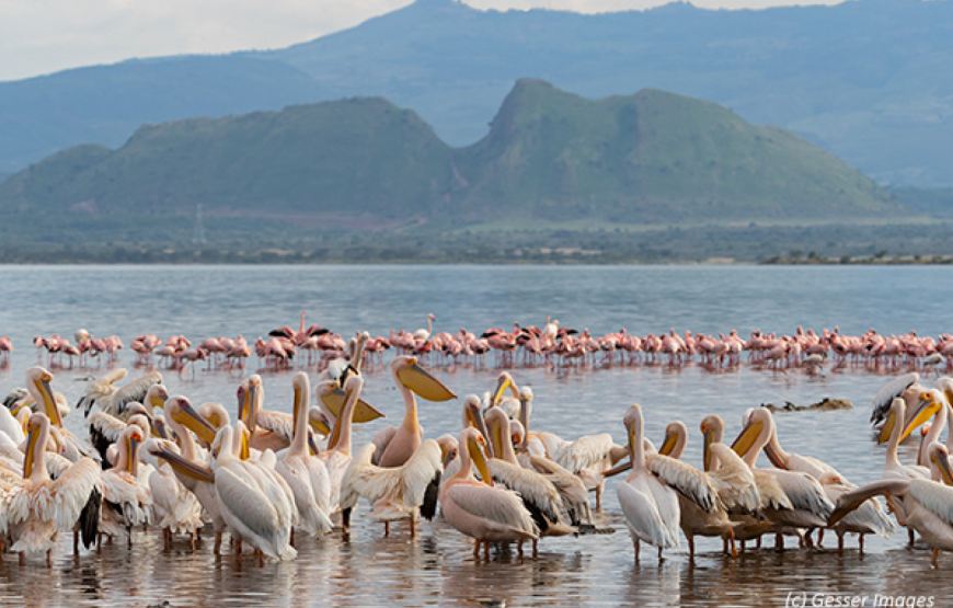 The Soysambu Conservancy