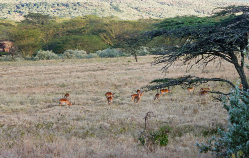 Kigio Wildlife Conservancy