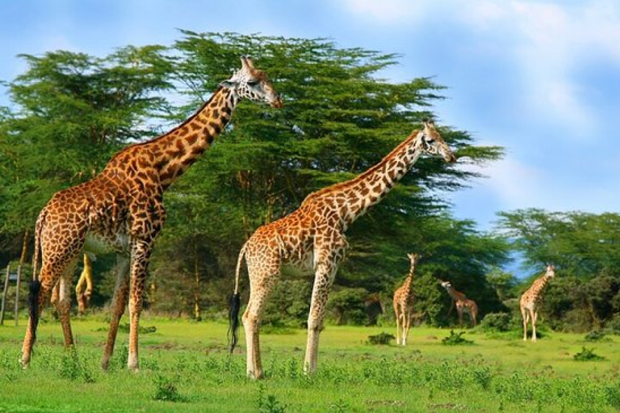 Crescent Island Game Sanctuary